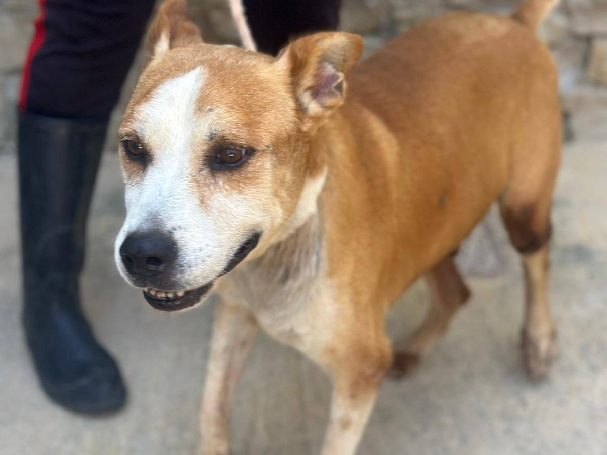 Adotta un cane, taglia media, maschio, Trapani