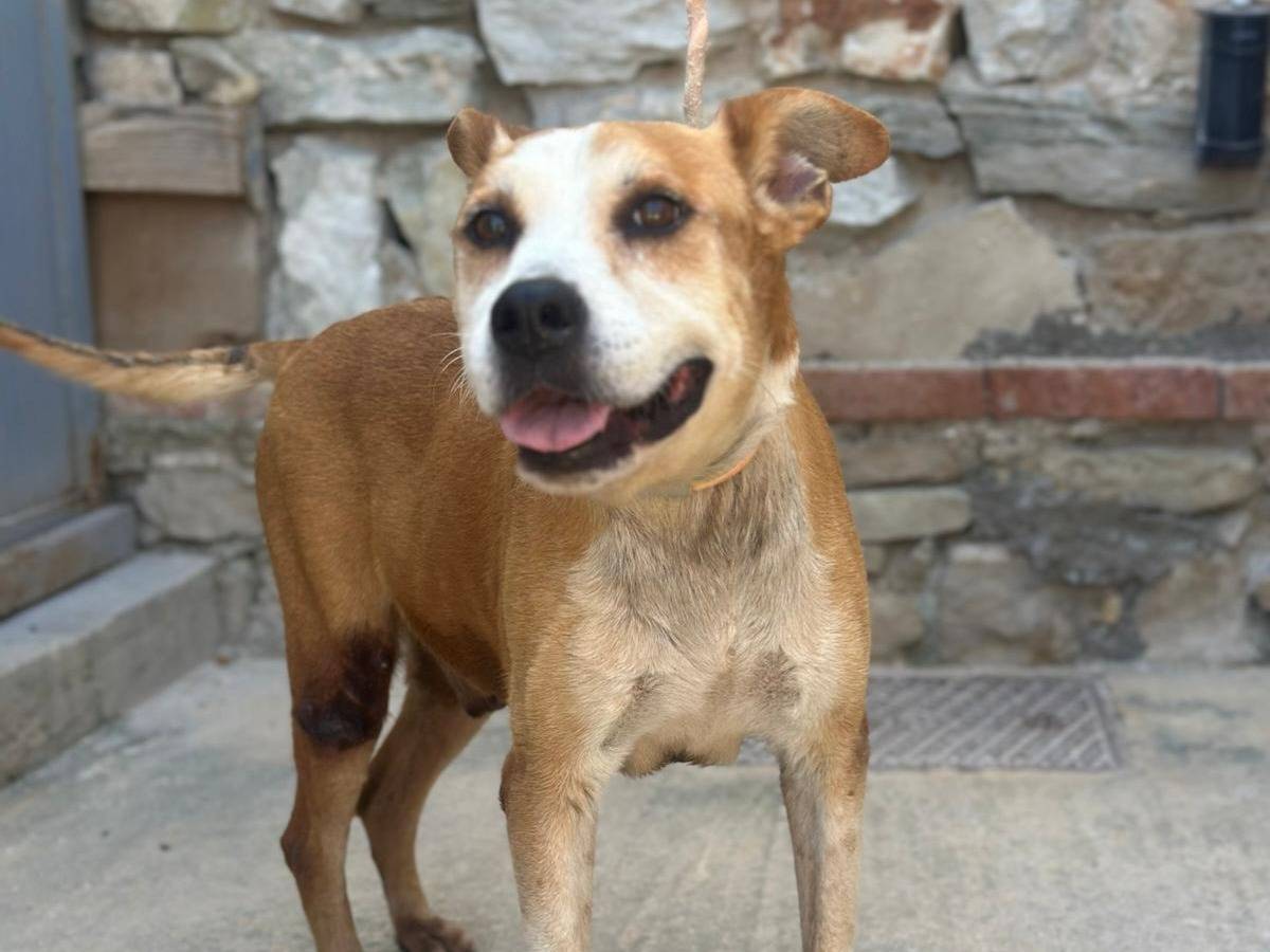 Vuoi adottare un cane a Trapani?