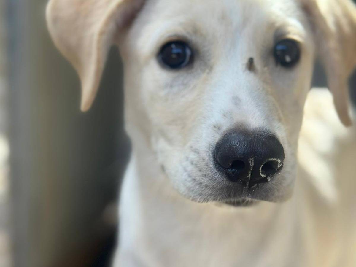Vuoi adottare un cane a Trapani?