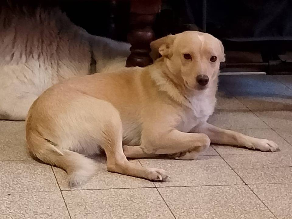 Adozione cane, maschio, Razza sconosciuta Razza sconosciuta, 1 anno e 8 mesi, taglia piccola, Forl