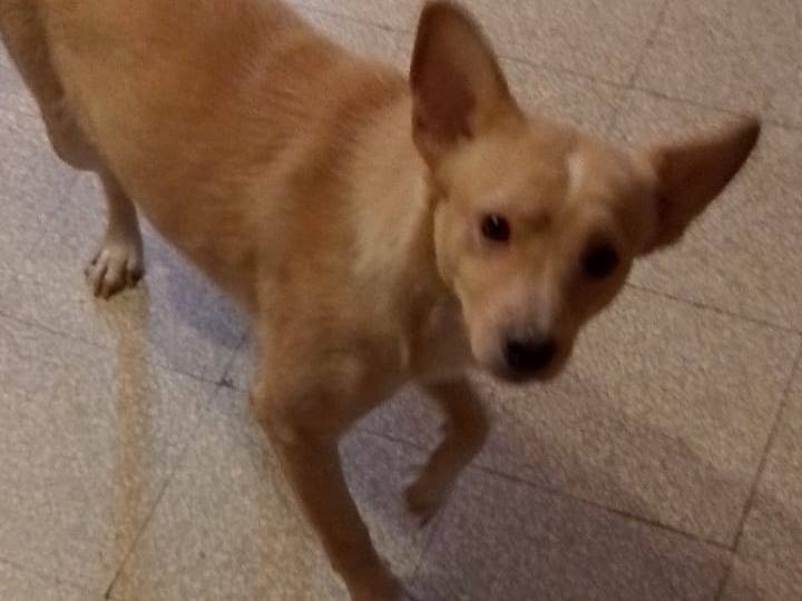 Adotta un cane, taglia piccola, maschio, Forl