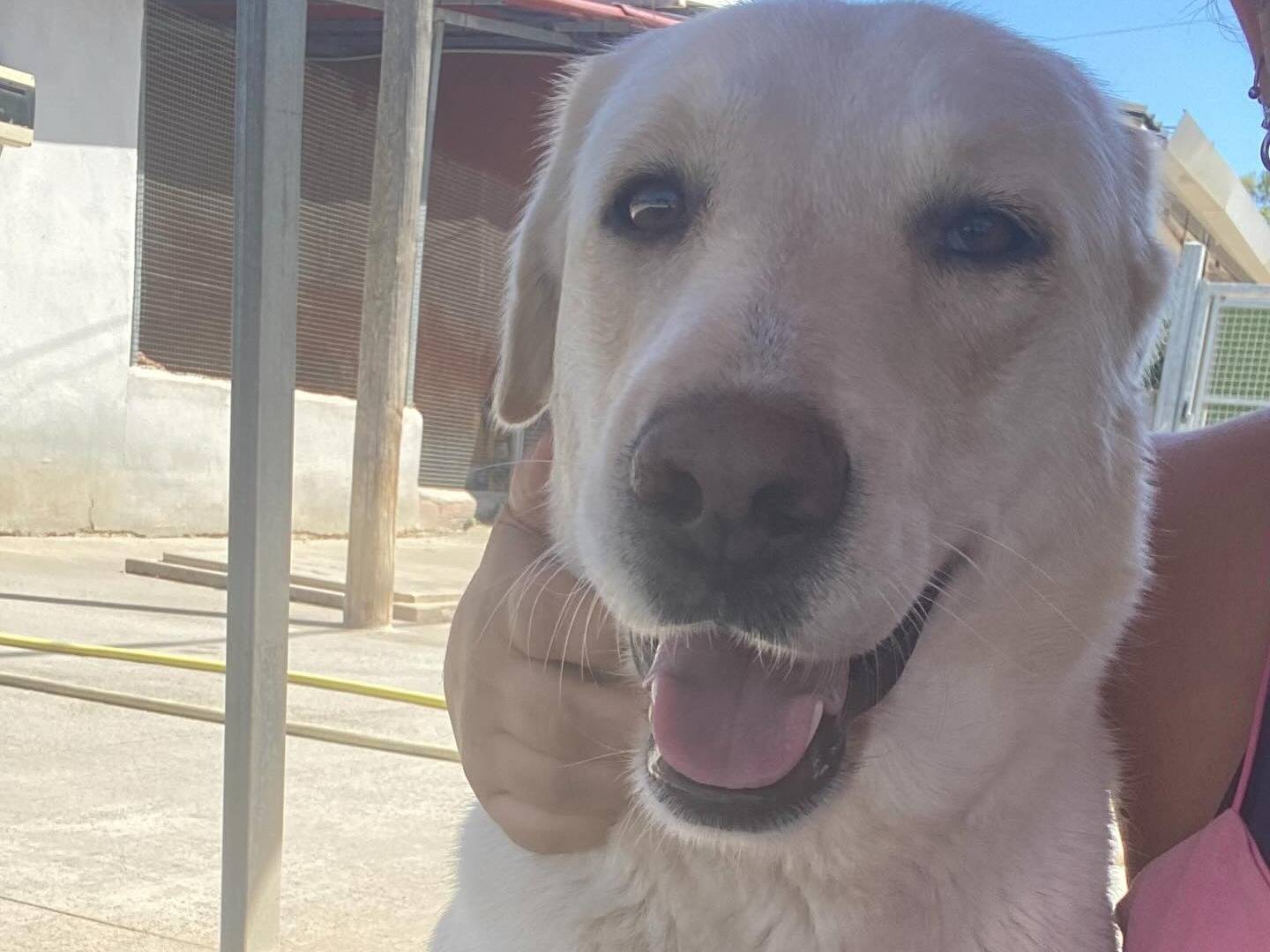 Adotta un cane, femmina, 3 anni, Latina