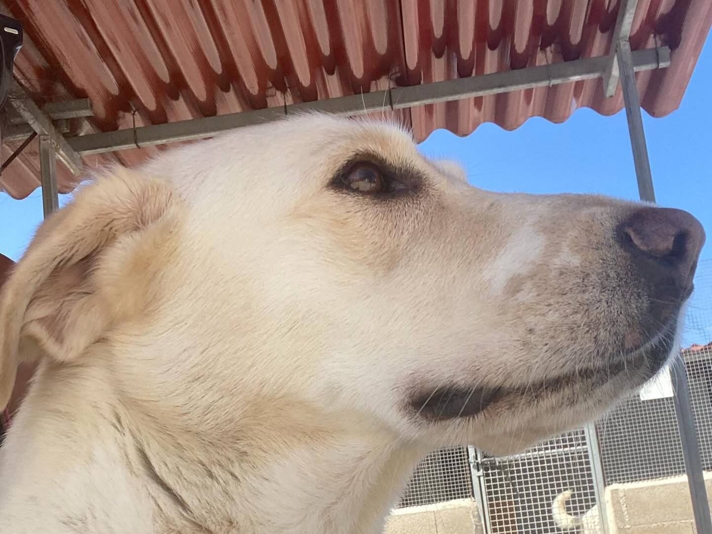Adotta un cane, taglia grande, femmina, Latina