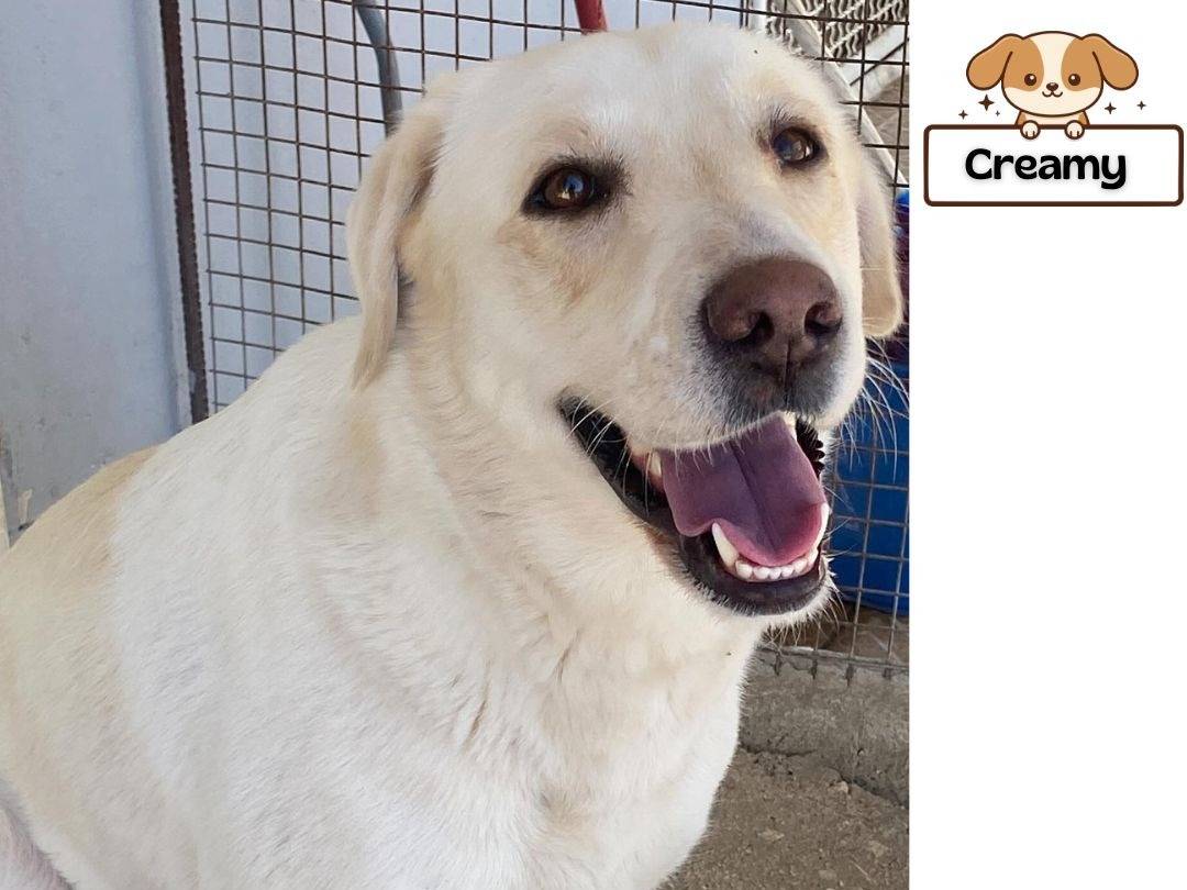 Adozione cane, femmina, Labrador Retriever Razza sconosciuta, 3 anni, taglia grande, Latina