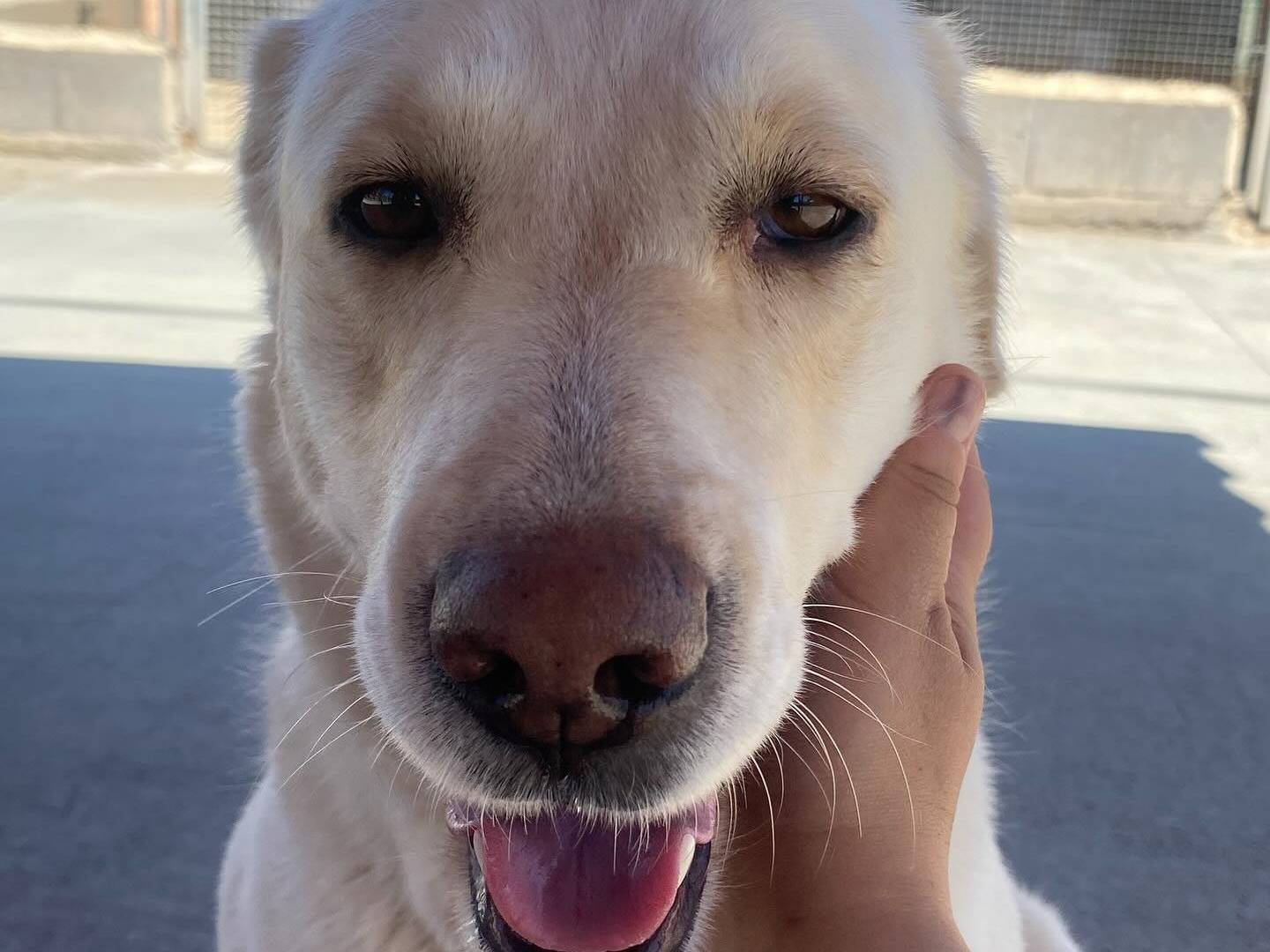 Vuoi adottare un cane a Latina?