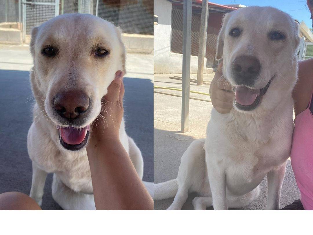 Adotta il cane Creamy a Latina