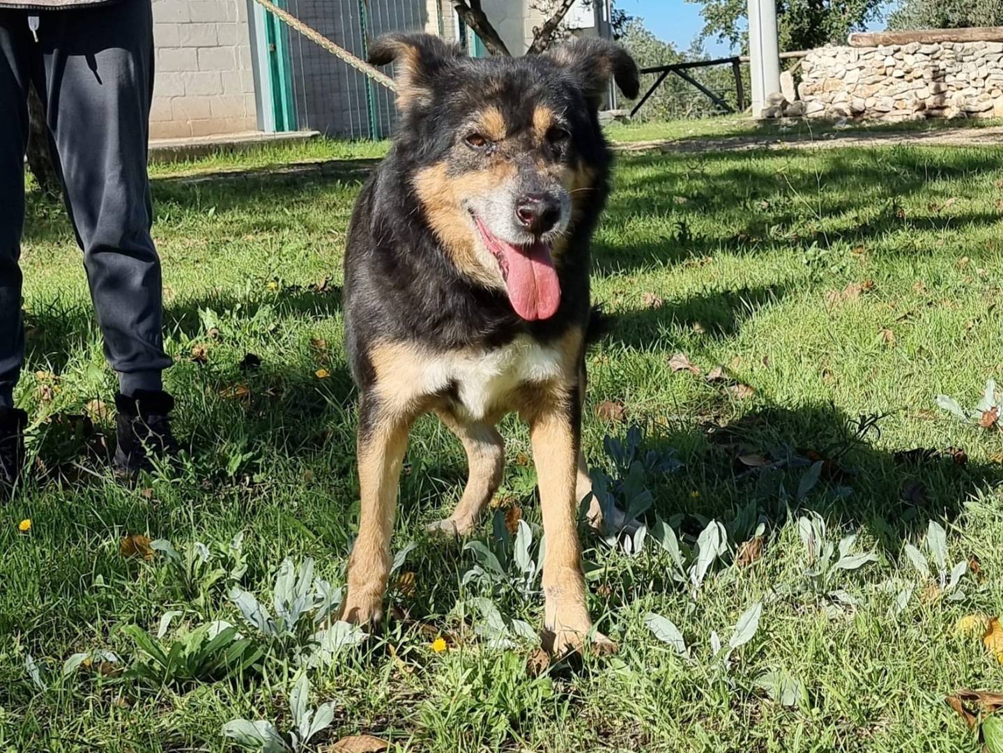 Adotta un cane, maschio, 6 anni e 10 mesi, Pescara