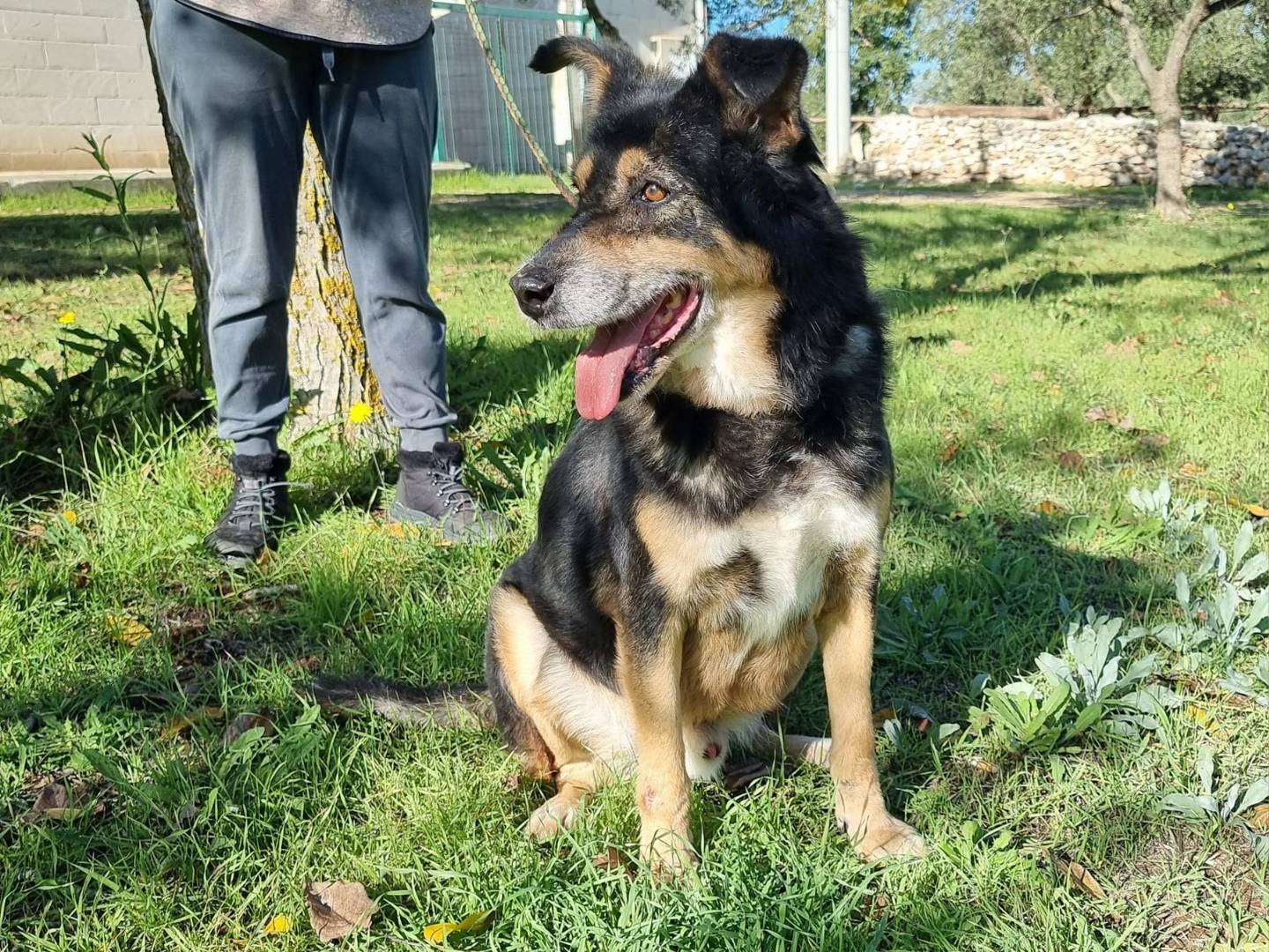 Adotta un cane, taglia media, maschio, Pescara