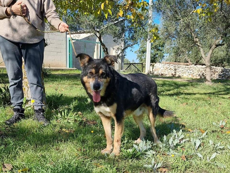 Vuoi adottare un cane a Pescara?
