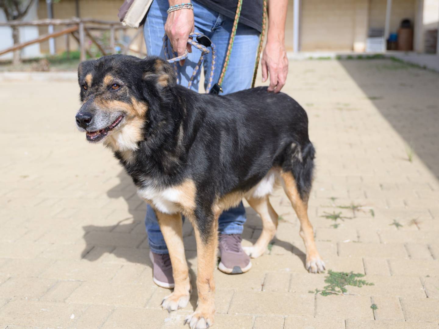 Adotta il cane Krosta a Pescara