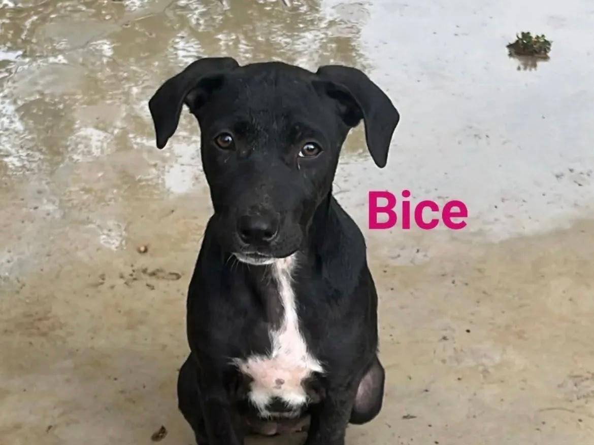Adozione cane, femmina, Razza sconosciuta Razza sconosciuta, 4 mesi, taglia media, Avellino
