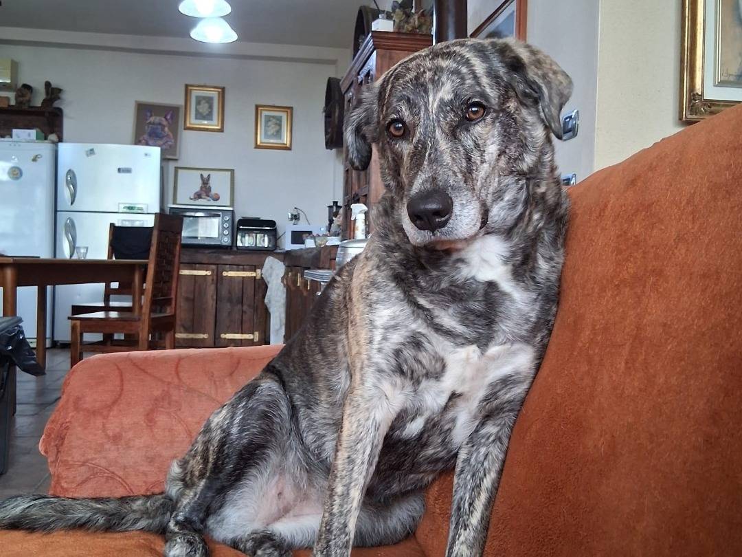 Adozione cane, femmina, Razza sconosciuta Razza sconosciuta, 3 anni e 6 mesi, taglia media, Pavia