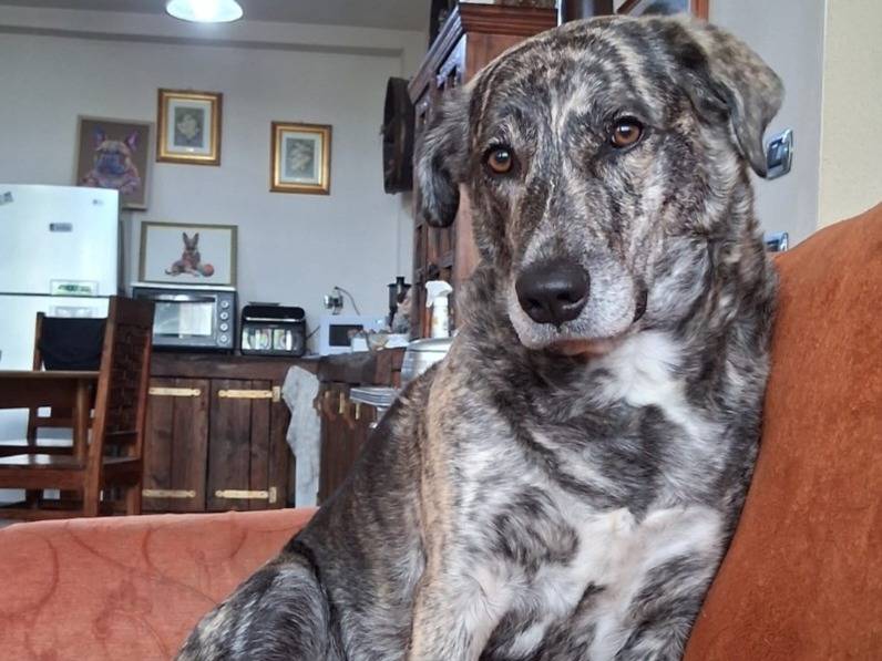 Adotta un cane, femmina, 3 anni e 6 mesi, Pavia