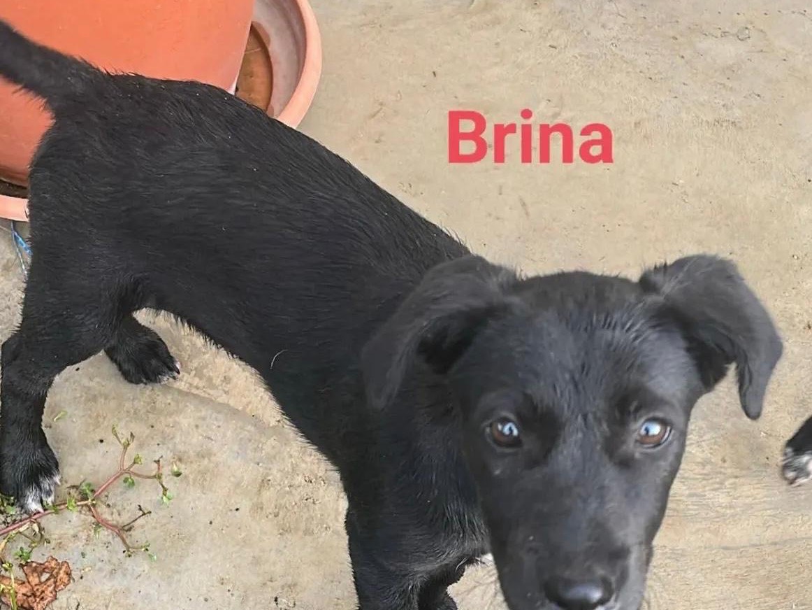 Adozione cane, femmina, Razza sconosciuta Razza sconosciuta, 4 mesi, taglia media, Avellino
