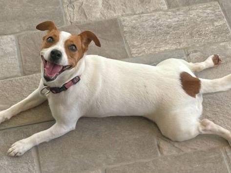 Adotta un cane, femmina, 7 anni e 3 mesi, Pescara