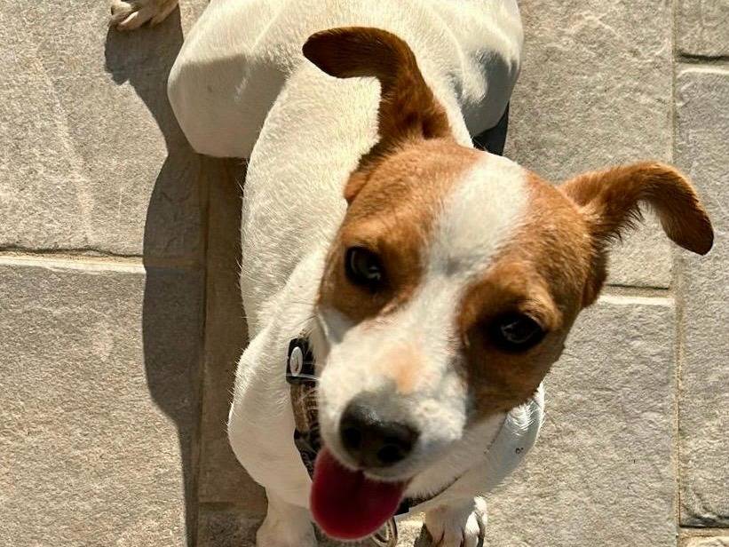 Adozione cane, femmina, Jack Russell Terrier Razza sconosciuta, 7 anni e 3 mesi, taglia piccola, Pescara