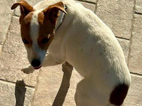 Adotta un cane, taglia piccola, femmina, Pescara