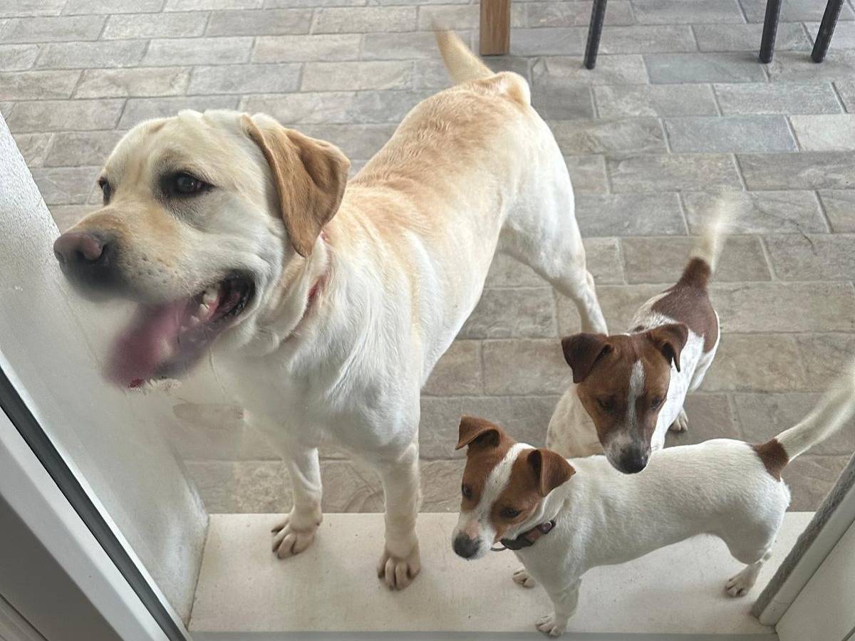 Vuoi adottare un cane a Pescara?