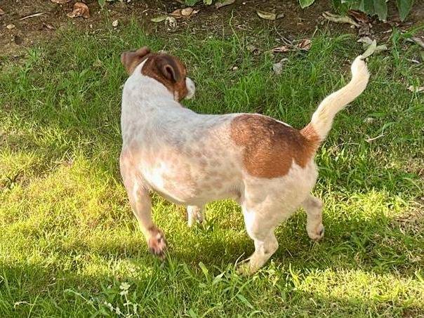 Adotta un cane, maschio, 3 anni e 4 mesi, Pescara