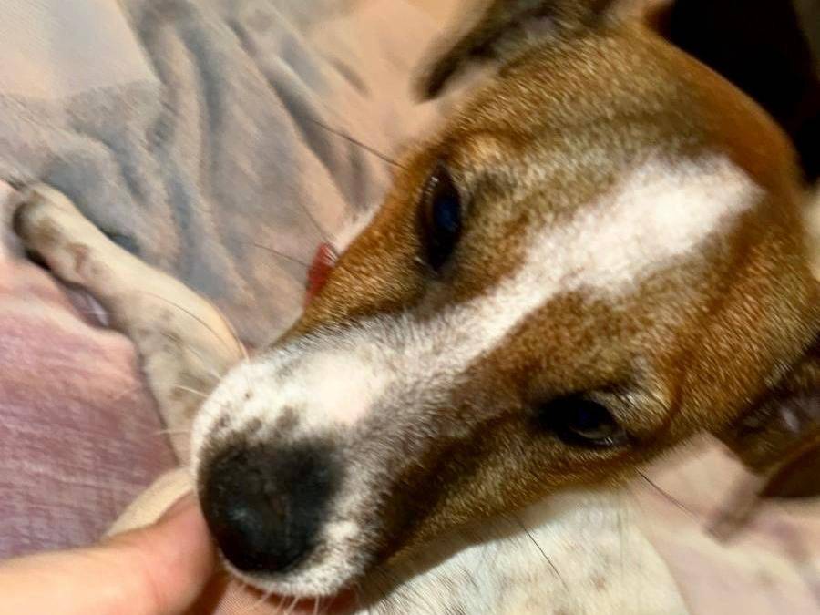 Adotta un cane, taglia piccola, maschio, Pescara