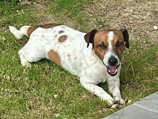 Vuoi adottare un cane a Pescara?