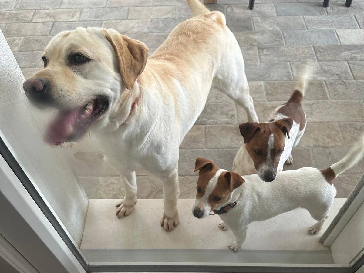 Adotta il cane Cucciol a Pescara