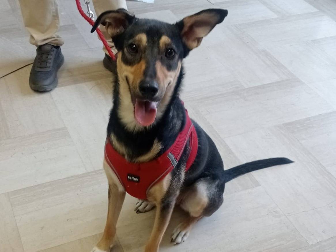 Adozione cane, femmina, Razza sconosciuta Razza sconosciuta, 1 anno e 8 mesi, taglia media, Foggia