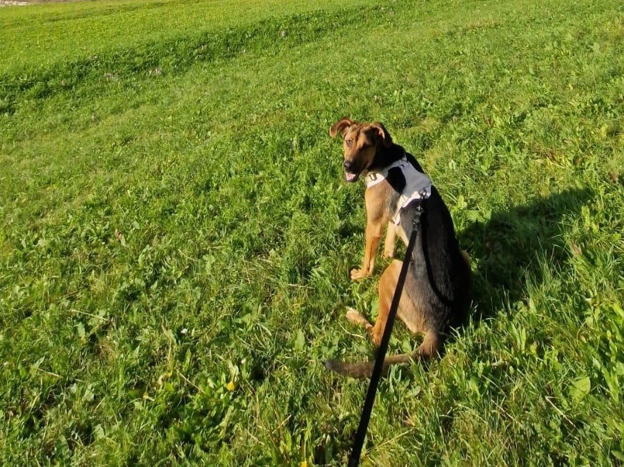 Foto 2 dell'animale