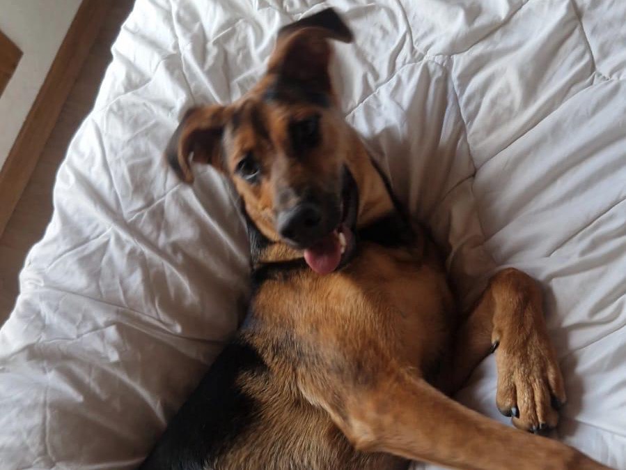 Vuoi adottare un cane a Monza?