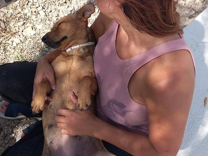 Adozione cane, femmina, Razza sconosciuta Razza sconosciuta, 1 anno e 4 mesi, taglia piccola, Chieti