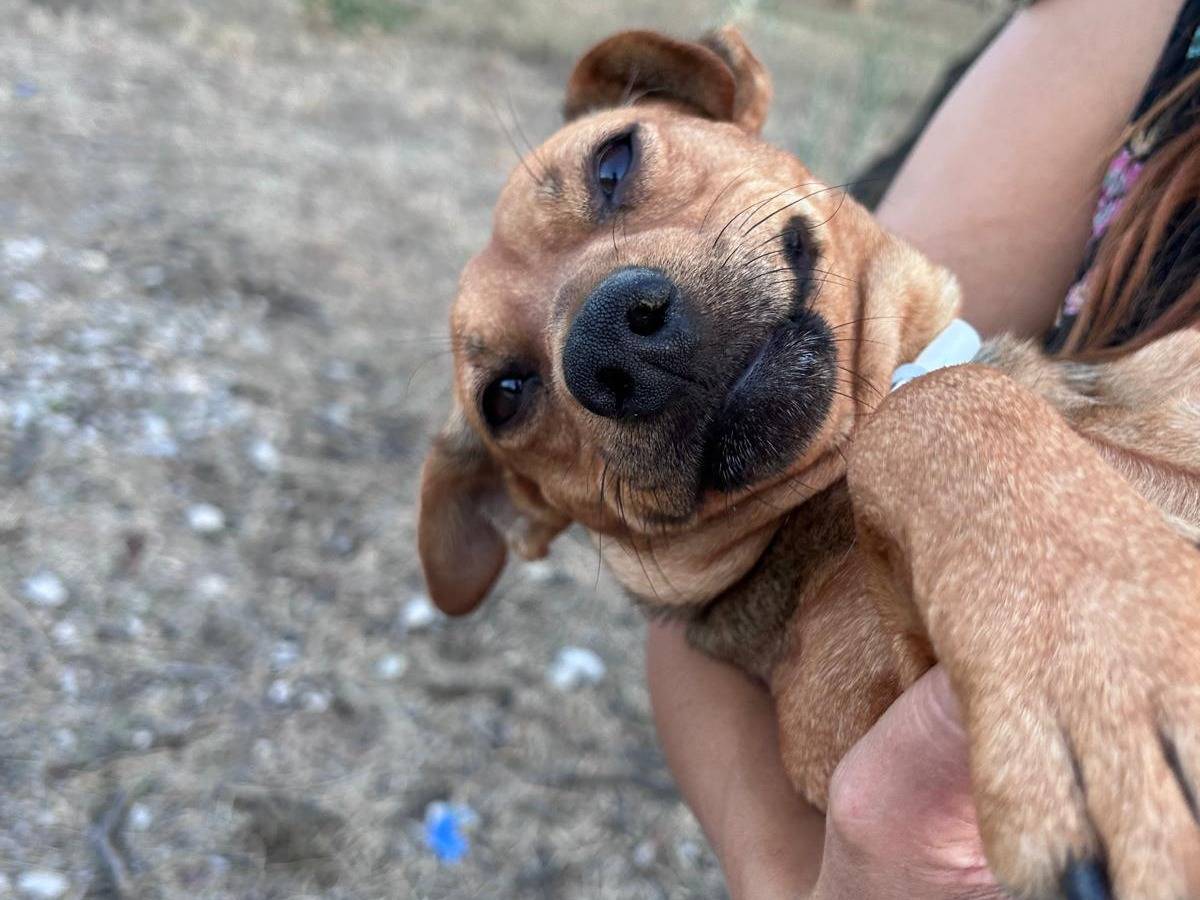Adotta un cane, femmina, 1 anno e 4 mesi, Chieti