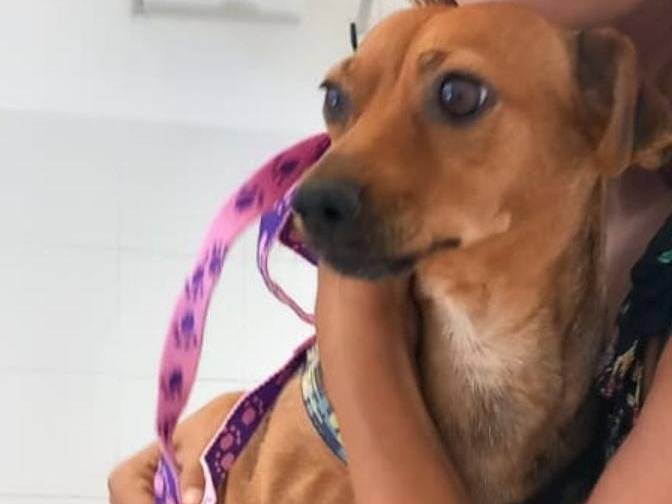 Adotta un cane, taglia piccola, femmina, Chieti