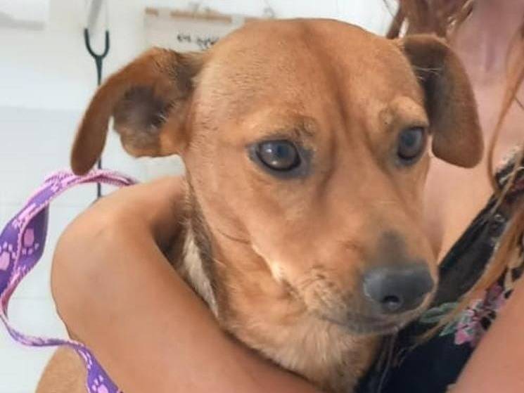 Vuoi adottare un cane a Chieti?