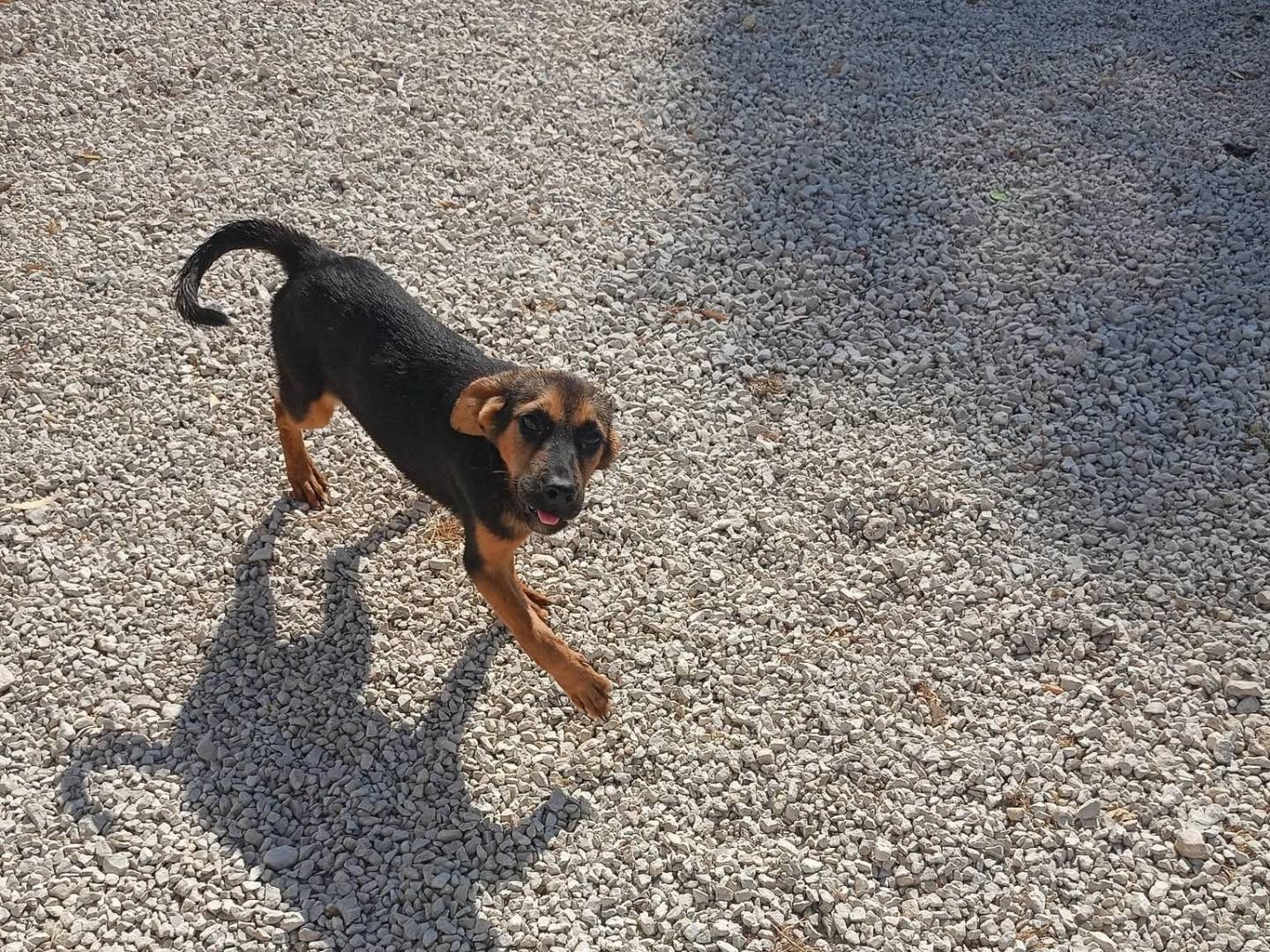 Adozione cane, femmina, Razza sconosciuta Razza sconosciuta, 5 mesi, taglia media contenuta, Ragusa