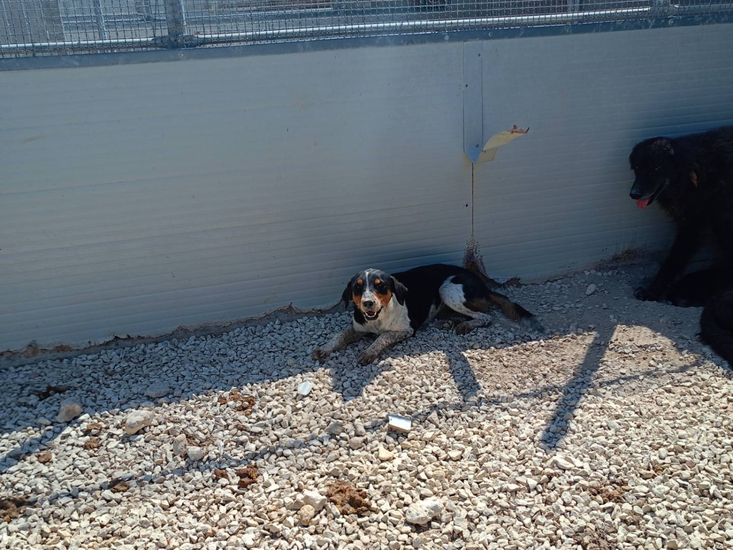 Adozione cane, femmina, Razza sconosciuta Razza sconosciuta, 1 anno e 4 mesi, taglia media contenuta, Ragusa