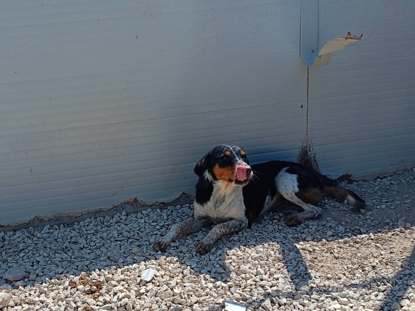 Adotta un cane, femmina, 1 anno e 4 mesi, Ragusa