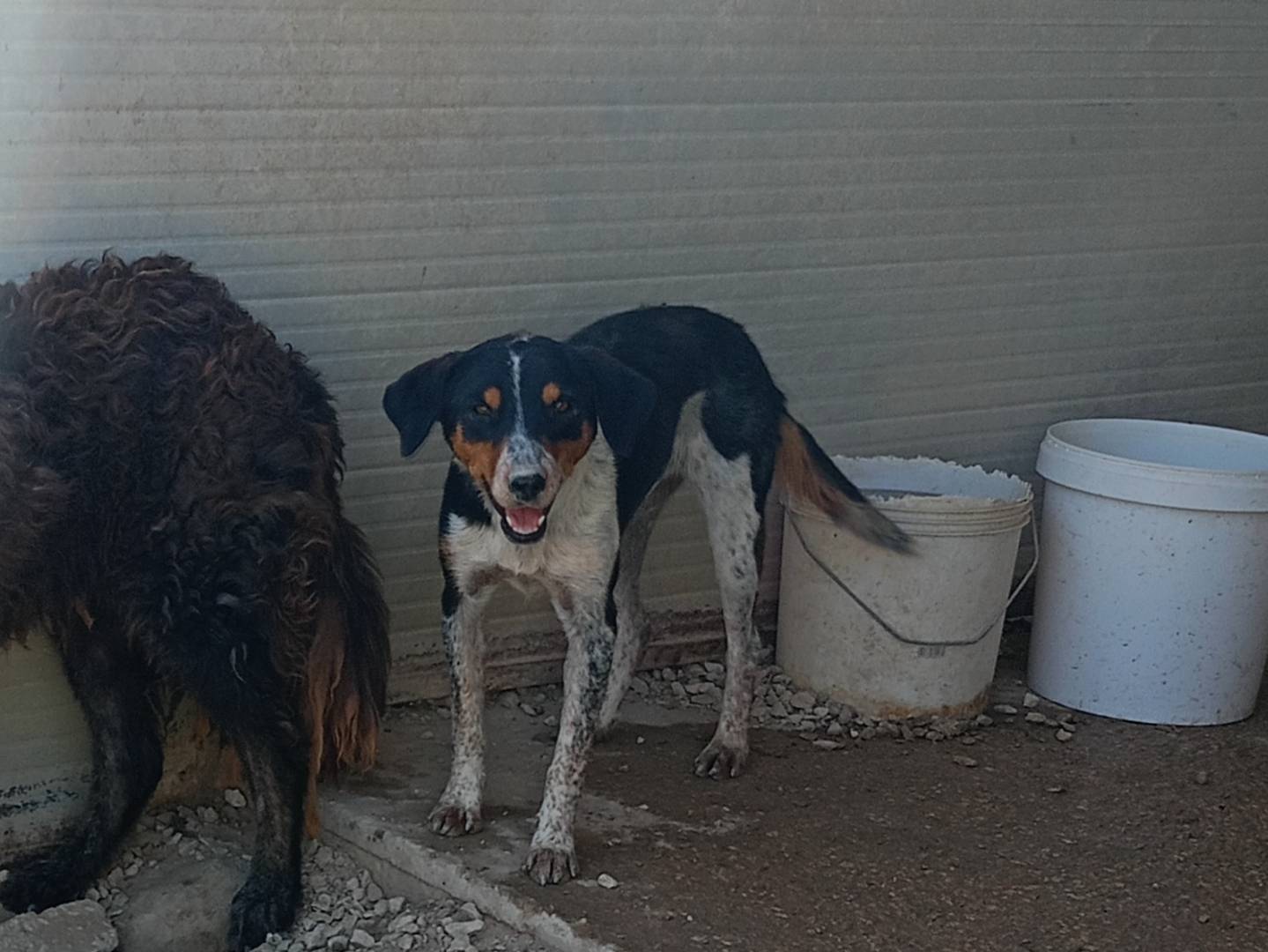 Adotta un cane, taglia media contenuta, femmina, Ragusa