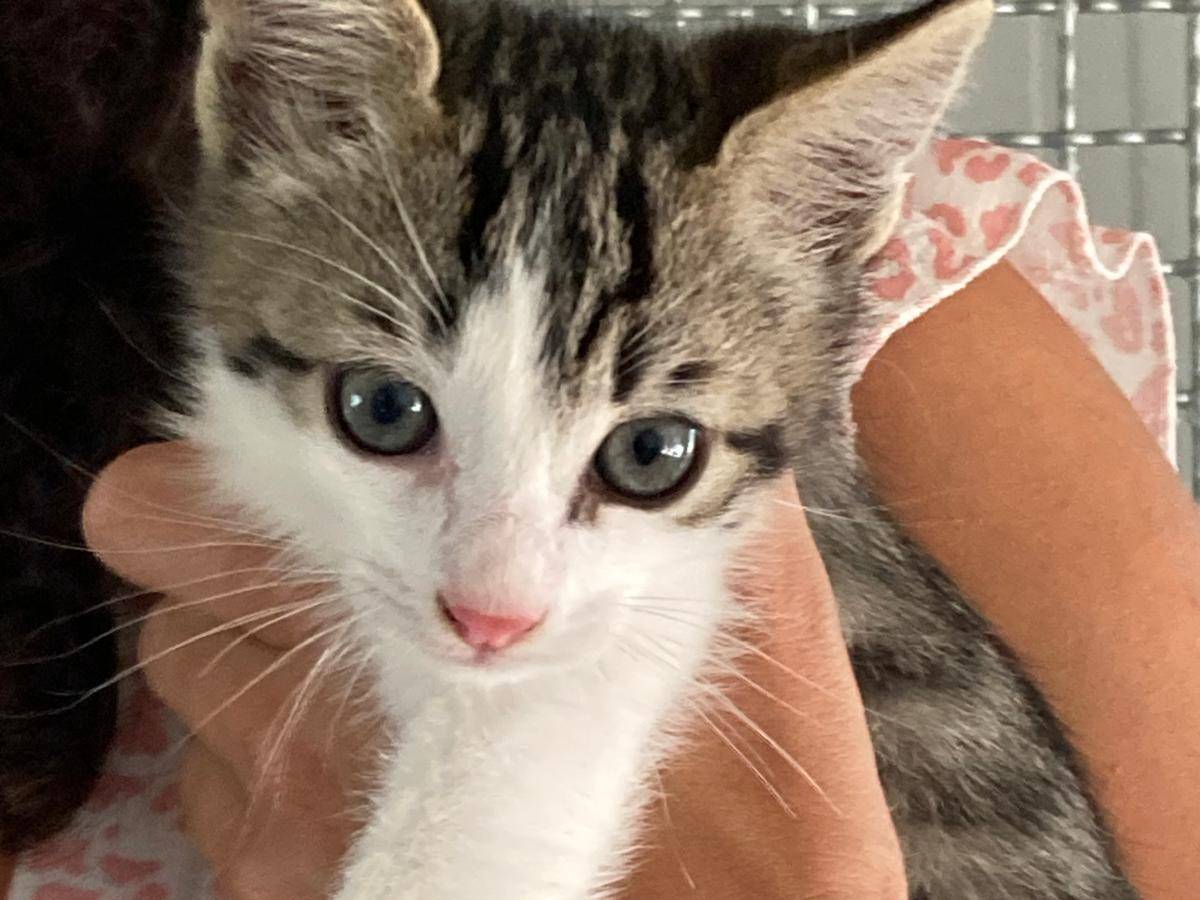 Adozione gatto, maschio, Razza sconosciuta Razza sconosciuta, 2 mesi, taglia non valida, Pisa