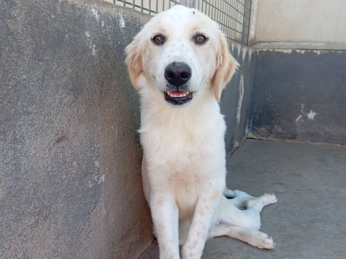 Adozione cane, maschio, Setter Inglese Golden Retriever, 5 mesi, taglia media, Caserta