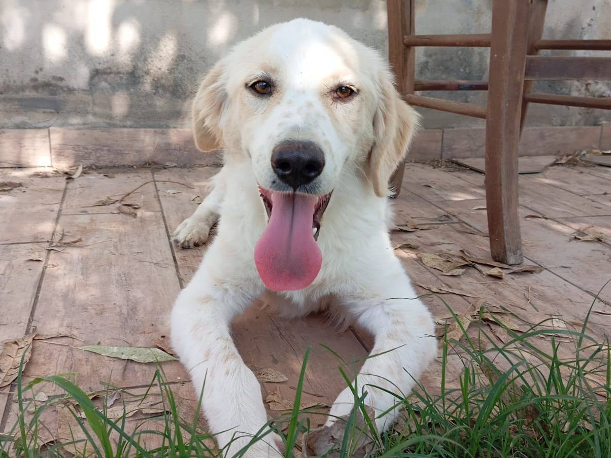 Adotta un cane, maschio, 5 mesi, Caserta