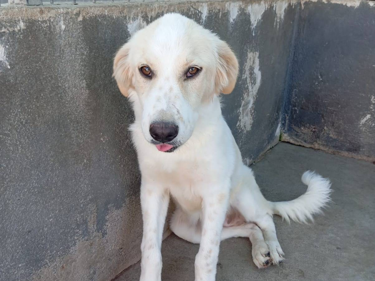 Adotta un cane, taglia media, maschio, Caserta