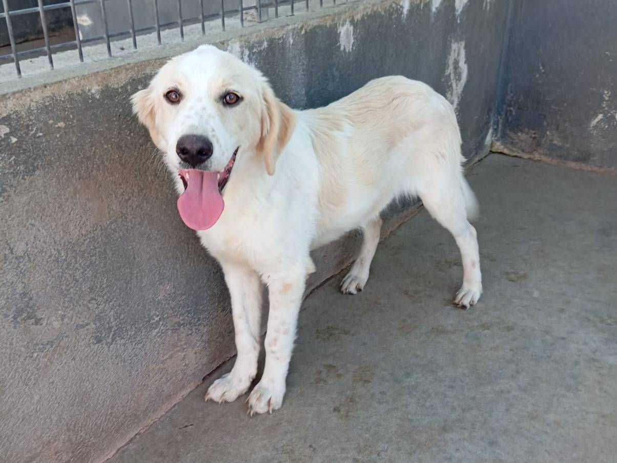 Vuoi adottare un cane a Caserta?