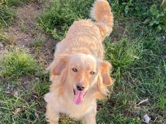 Adozione cane, maschio, Razza sconosciuta Razza sconosciuta, 3 anni e 1 mese, taglia piccola, Oristano