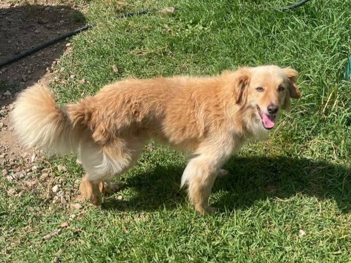 Adotta un cane, maschio, 3 anni e 1 mese, Oristano