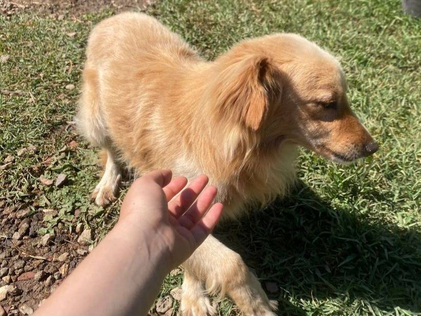 Vuoi adottare un cane a Oristano?