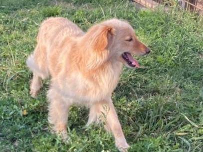 Adotta il cane Mirto pelo biondo a Oristano