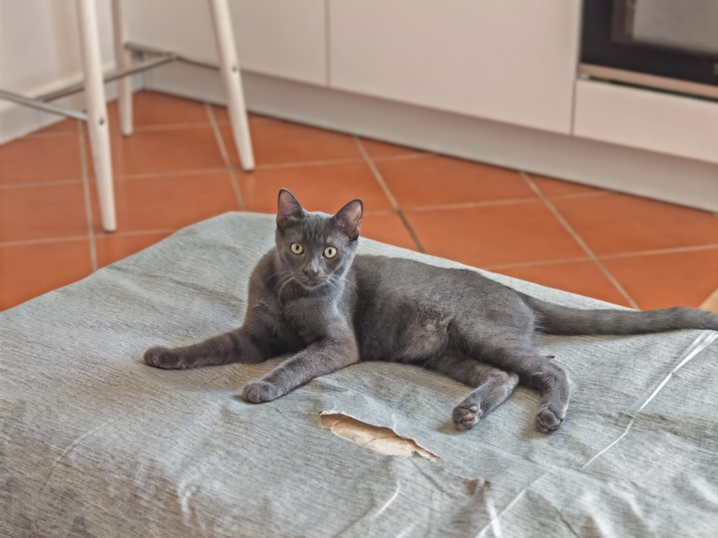 Adotta un gatto, maschio, 7 mesi, Benevento