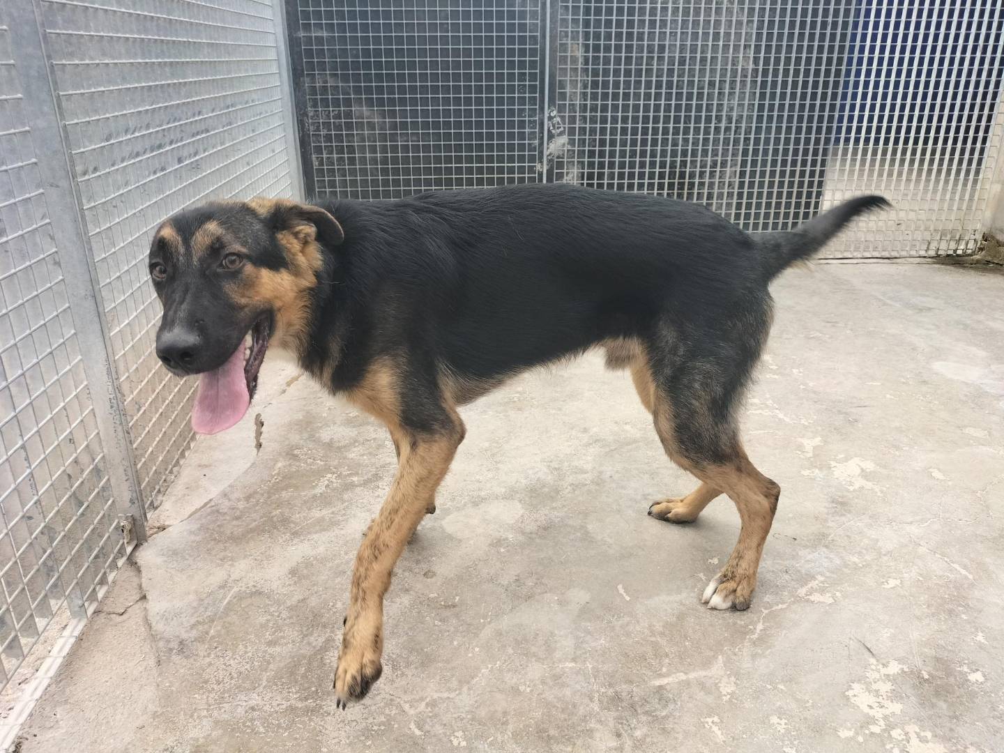 Adotta un cane, maschio, 11 mesi, Bari