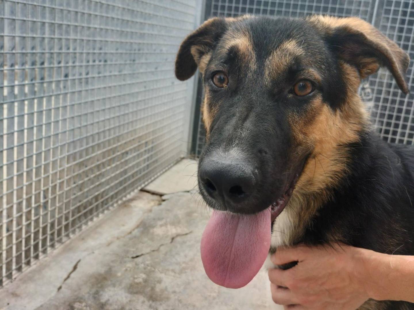 Adotta un cane, taglia media, maschio, Bari