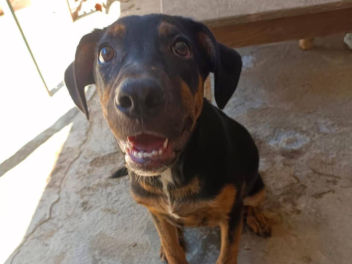 Adozione cane, femmina, Razza sconosciuta Razza sconosciuta, 7 mesi, taglia media, Messina